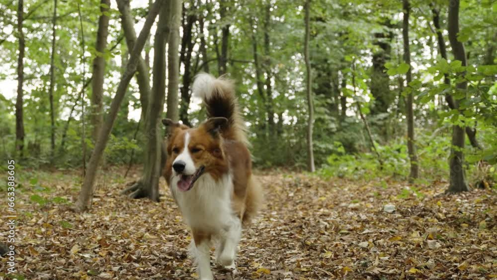 Happy brown and white Border Collie dog walking towards the camera through the autumn leaves in the forest and going out of frame Happy brown and white Border Collie dog walking towards the camera through the autumn leaves in the forest and going out of frame