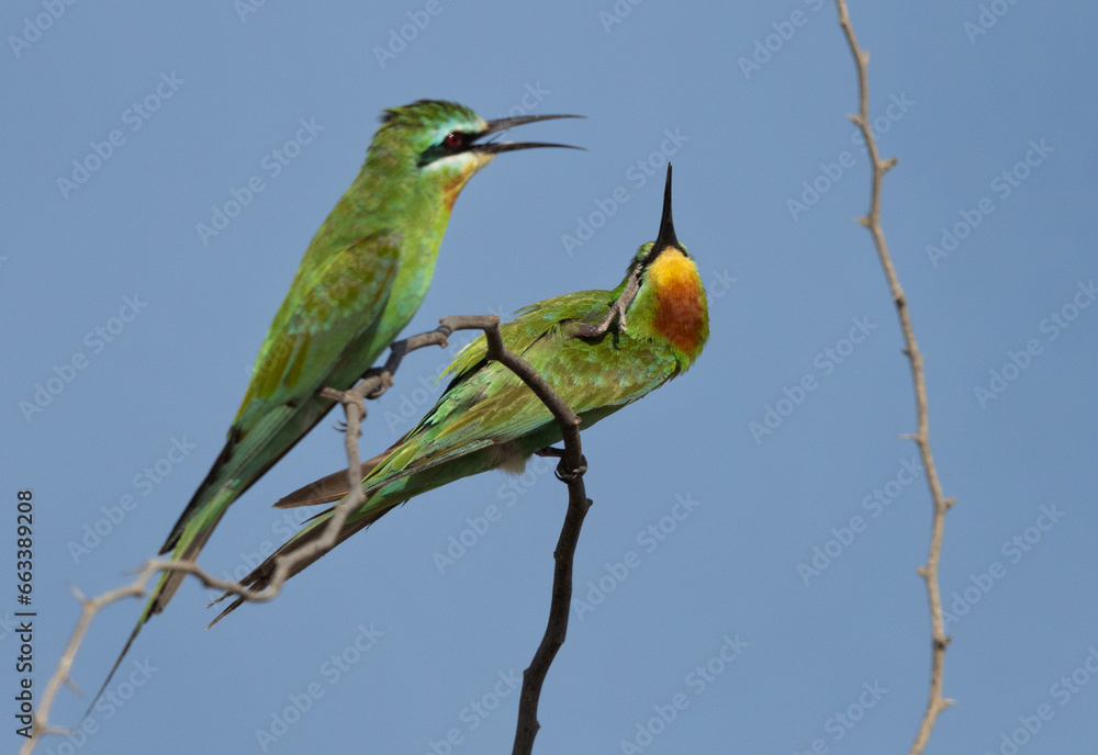 Obraz premium Selective focus on Blue-cheeked bee-eater preening, Bahrain