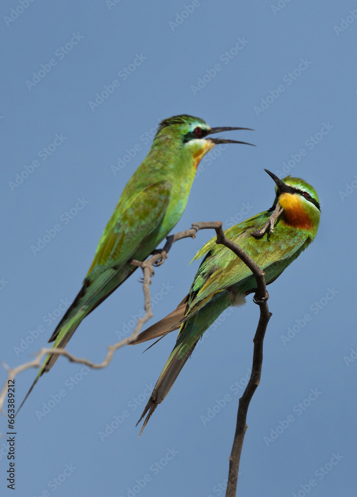Fototapeta premium Blue-cheeked bee-eaters perched on acacia tree at Jasra, Bahrain