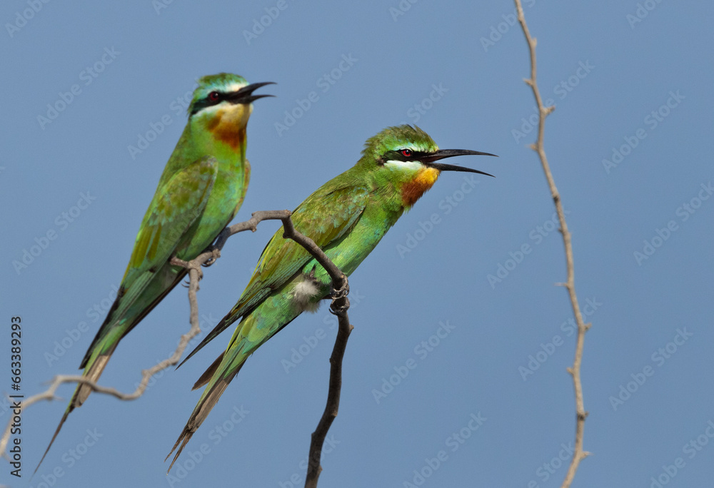 A pair of Blue-cheeked bee-eater perched on acacia tree at Jasra, Bahrain A pair of Blue-cheeked bee-eater perched on acacia tree at Jasra, Bahrain