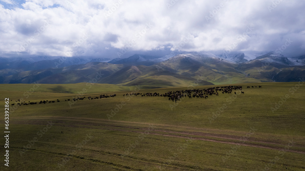 Fototapeta premium A herd of sheep grazing on a mountain green field. Sheep are running away from the drone. View of the snowy peaks shrouded in white clouds. Shadows from clouds on meadows. Green hills. Kazakhstan
