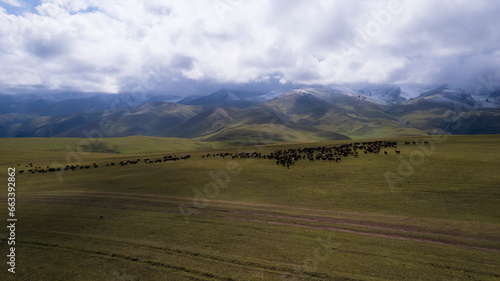 A herd of sheep grazing on a mountain green field. Sheep are running away from the drone. View of the snowy peaks shrouded in white clouds. Shadows from clouds on meadows. Green hills. Kazakhstan