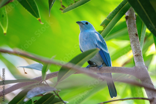 A blue-gray tanager, Thraupis episcopus, perched on a branch with a lush foliage background. A social and noisy bird endemic to tropical and subtropical regions of Central and South America. . photo