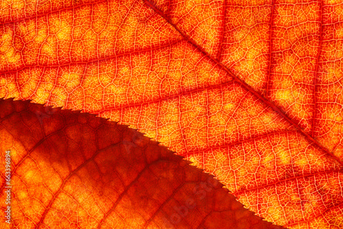 Bright background autumn season leaves close-up with backlight as a background  template or web banner for the design of the autumn theme