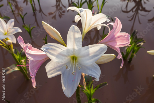 White and pink lilies in the water at Sandhof