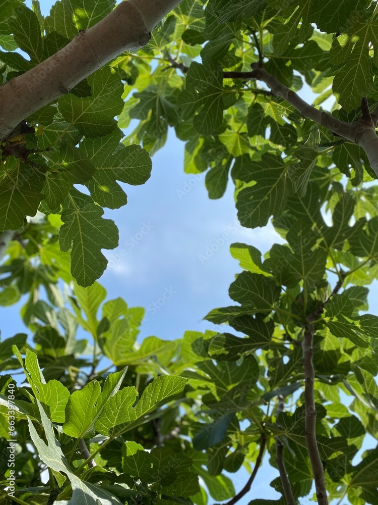 Fototapeta premium Through Fig Foliage. N°1 (Patmian Vacation Series)
