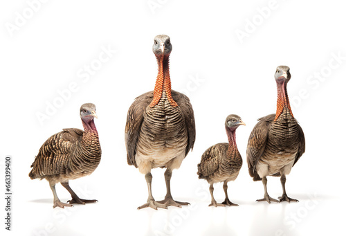 Image of family group of turkeys on white background. Farm animals. Illustration, Generative AI.