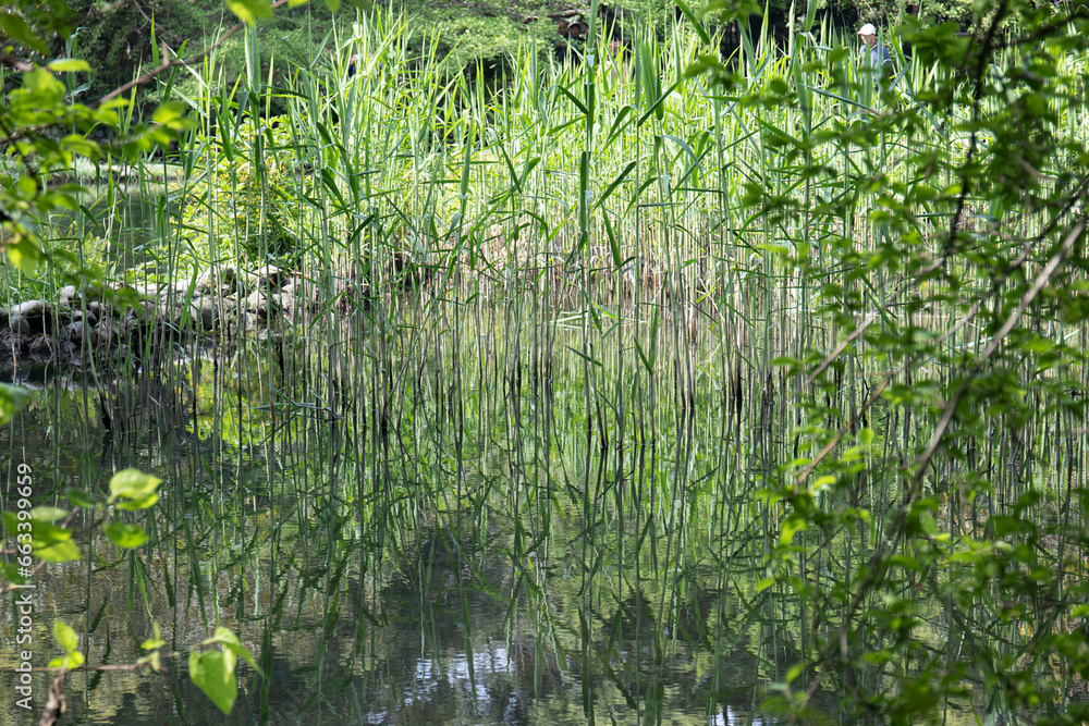 Reflection of trees and plants in the swamp Reflection of trees and plants in the swamp
