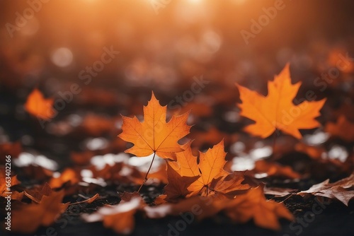 Orange maple leaves on the ground with a bokeh effect defocused background