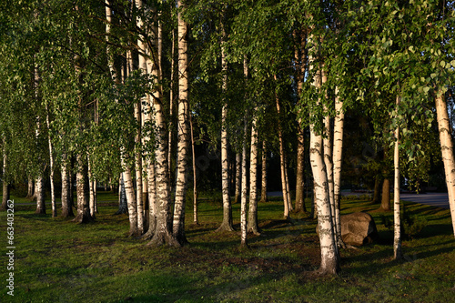 birch trees illuminated by the light of the setting sun