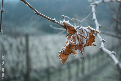 ice on the branches