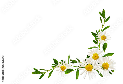 Daisy flowers and green grass in a floral corner arrangement isolated on white or transparent background