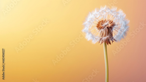 Close-up of a dandelion clock against a yellow orange gradient background with ample negative space for copy.