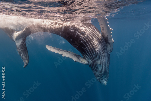 Humpback whale baby in the deep blue waters of Tonga.