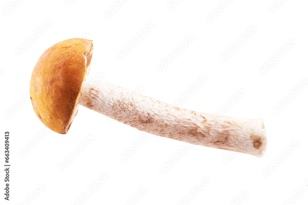 Shiitake mushroom on the White background Shiitake mushroom on the White background