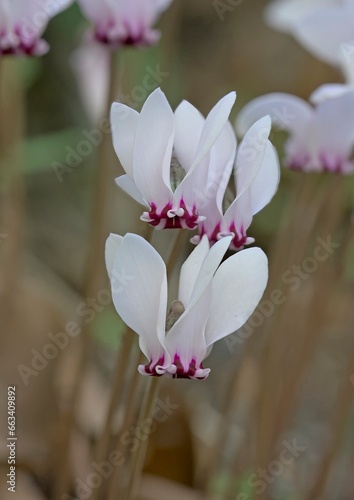 Cyclamen hederifolium, the ivy-leaved cyclamen or sowbread, in the family Primulaceae, Crete