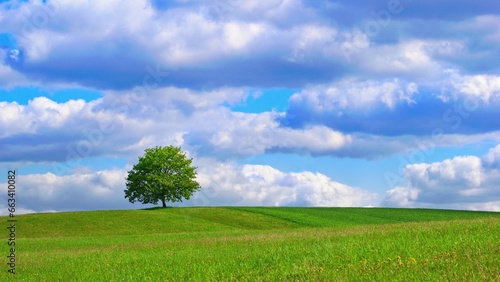 Summer landscape with meadow, tree and clouds on the sky