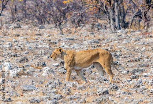 A view of a restless female lioness at a waterhole in the Etosha National Park in Namibia in the dry season