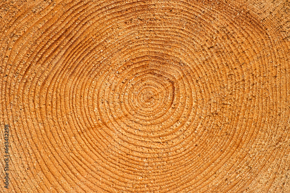 a tree trunk shows concentric annual rings, texture and background a tree trunk shows concentric annual rings, texture and background