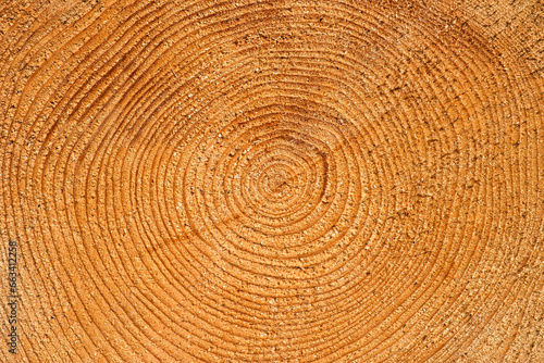 a tree trunk shows concentric annual rings  texture and background