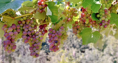 close up on  grapes  growing in a sunny vineyard among foliage