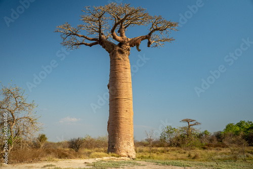 Avenue of Baobab in Madagascar