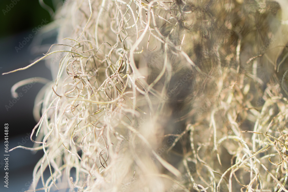 Aerial fluffy macro. Delicate background for a postcard Aerial fluffy macro. Delicate background for a postcard