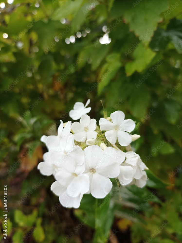 Beautiful flowers,blooming flowers in Japan. Beautiful flowers,blooming flowers in Japan.