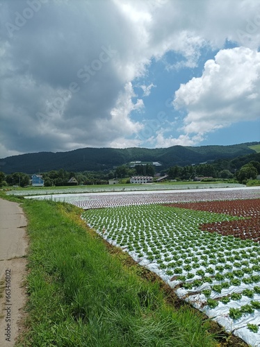 Vegetable fields and mountain skiing in sugadaira nagano Japan.