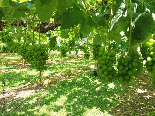 Bunch of Sweet grape on a branch over green natural garden, Shine Muscat Grape in nagano japan.