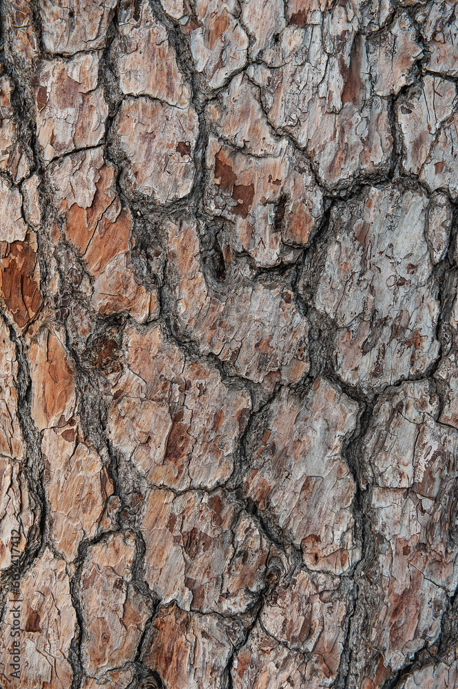 Natural background of tree bark texture Natural background of tree bark texture