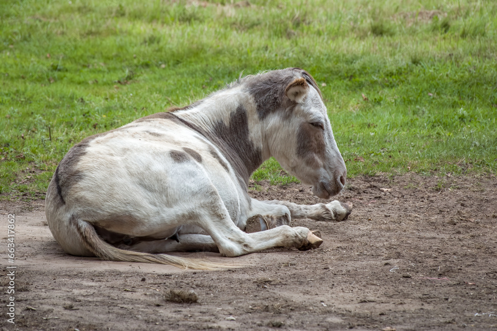 pretty white and brown donkey dozing in the sunshine