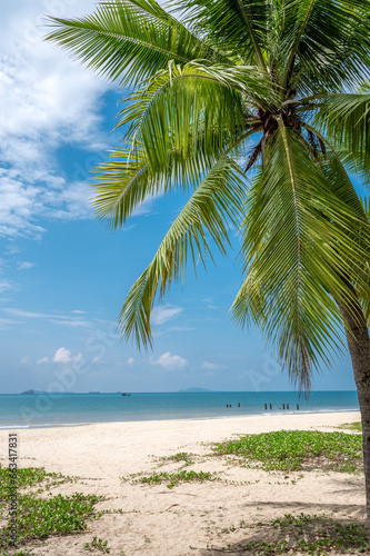 palm trees on the beach © youm
