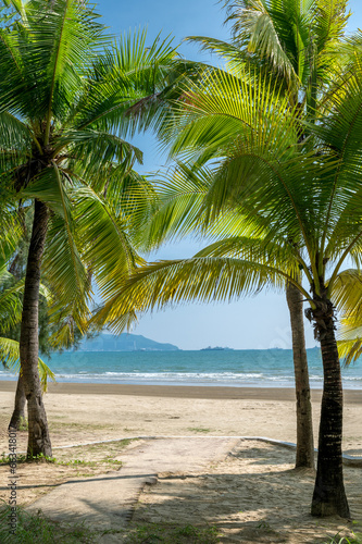 palm trees on the beach © youm