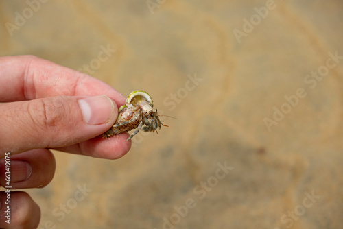 It belongs to a young man.. who is catching hermit crabs in the middle of the sandy beach and the hermit crab reached out from the nest