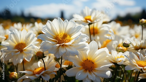 white and yellow flowers © Sthefany