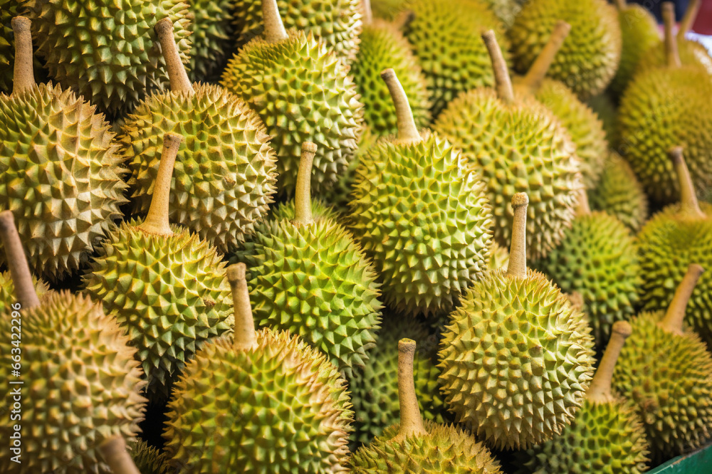King of Fruits A Group of Fresh Durians Displayed in a Vibrant Durian Market. created with Generative AI King of Fruits A Group of Fresh Durians Displayed in a Vibrant Durian Market. created with Generative AI