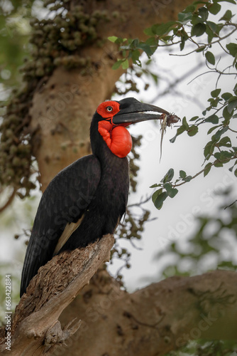 Southern ground hornbill perched in large tree with food in its beak