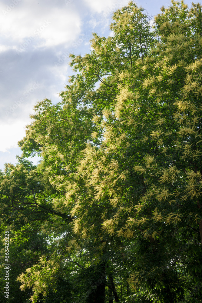 Candela yellow chestnut flower in forest with cloudy sky in vertical Candela yellow chestnut flower in forest with cloudy sky in vertical