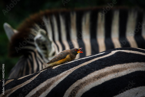 Foto Red-billed oxpecker eating parasites off a zebra