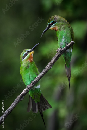 Pair of blue-cheeked bee-eaters looking at each other