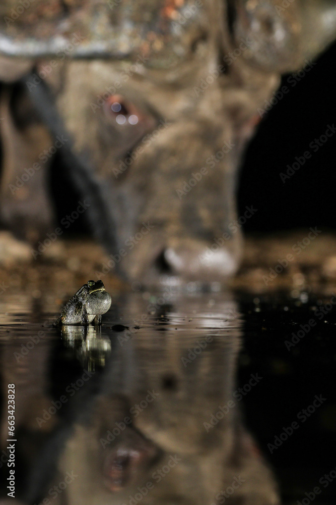 Frog croaking from dam where buffalo is drinking water in the background Frog croaking from dam where buffalo is drinking water in the background
