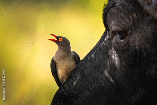 Tableau sur toile Red-billed oxpecker bird on buffalo face