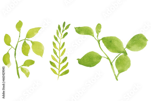 Assortment of watercolor leaves illustration set - green leaf branches collection for wedding, greetings, stationary,  wallpapers, fashion, background. olive, green leaves, Eucalyptus etc