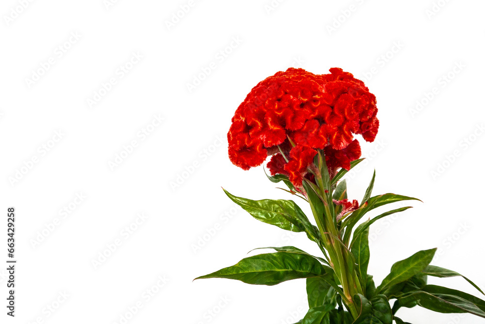 Red flower of Celosia argentea Cristata also known as Cock's comb. Red flower of Celosia argentea Cristata also known as Cock's comb.