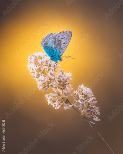 a small butterfly perched on a wild flower with a blurred yellow background