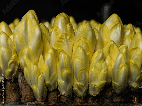 Tableau sur toile Endives