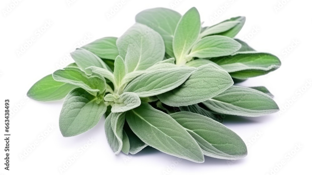 Plant lambs ear isolated on white background. Plant lambs ear isolated on white background.