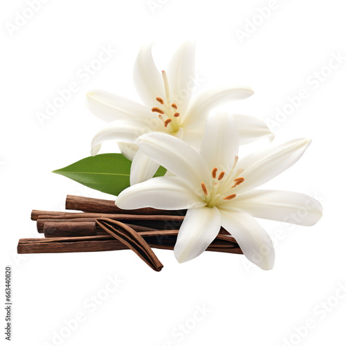 Vanilla flower and beans isolated on white transparent background, PNG