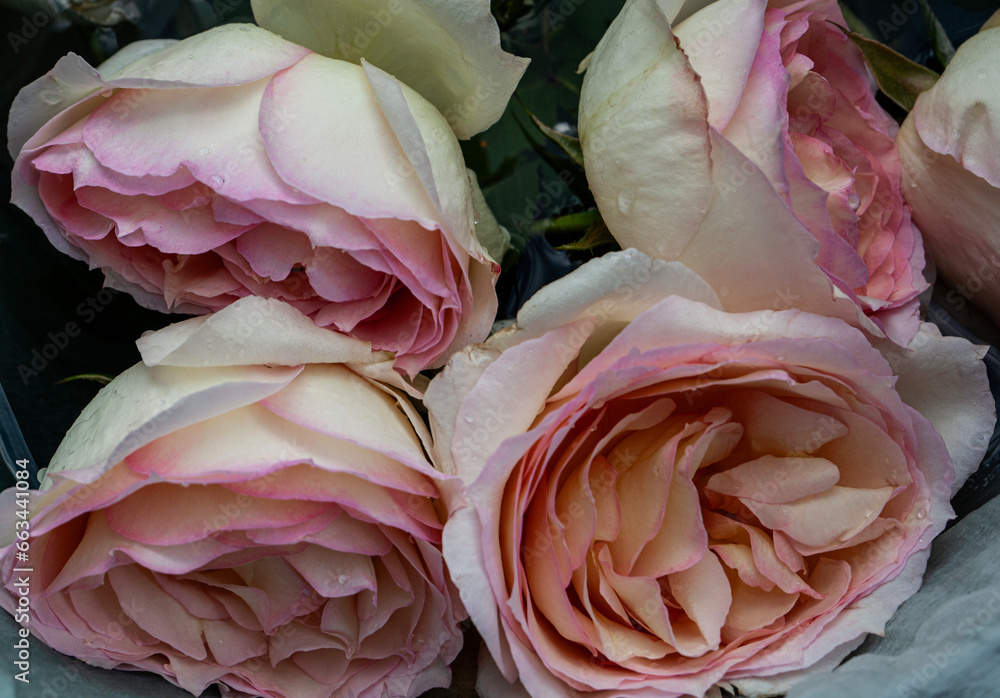 Powdered roses in fresh pink color Powdered roses in fresh pink color